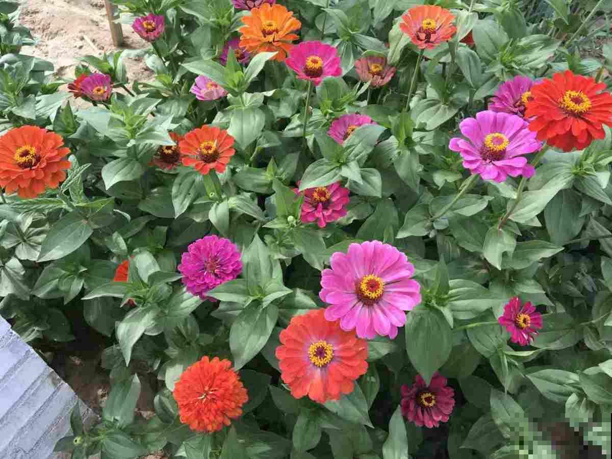 院子角落不能忽略,撒一把花种,年年都开花 院子角落不能忽略,撒一把花种,年年都开花