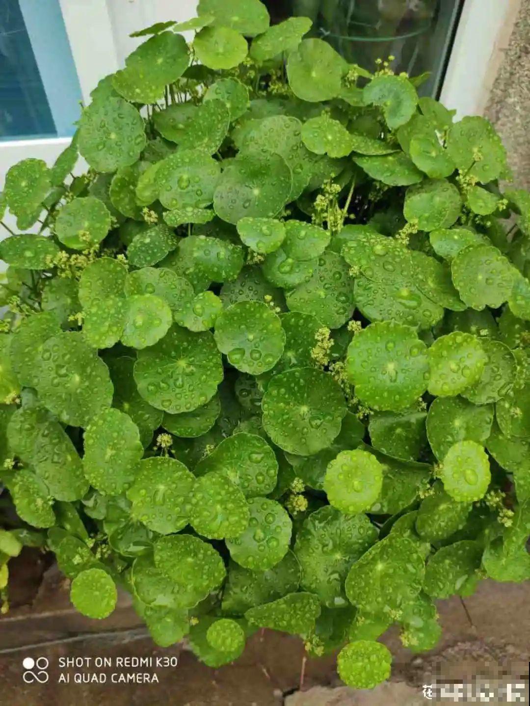 8种花开始慢慢睡醒了， 现在长得正旺，多浇水施肥， 开花更多！