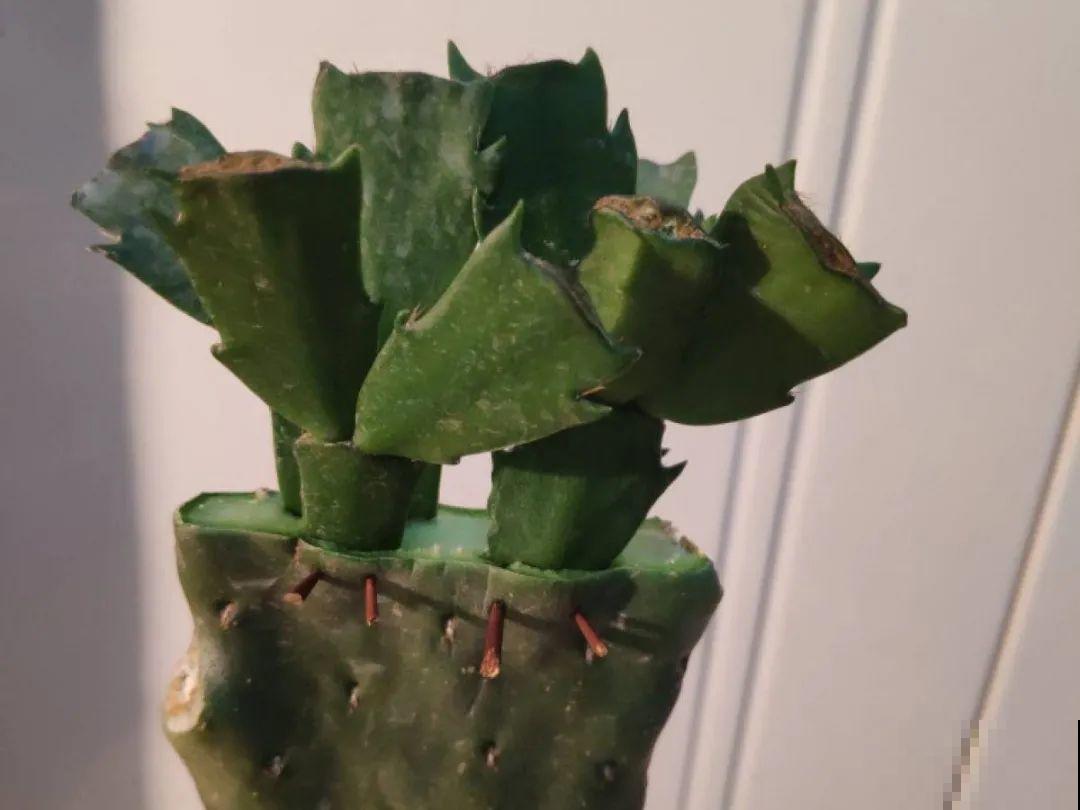 7种“落地生根”花,春天多插几棵,成活率特别高 7种“落地生根”花,春天多插几棵,成活率特别高