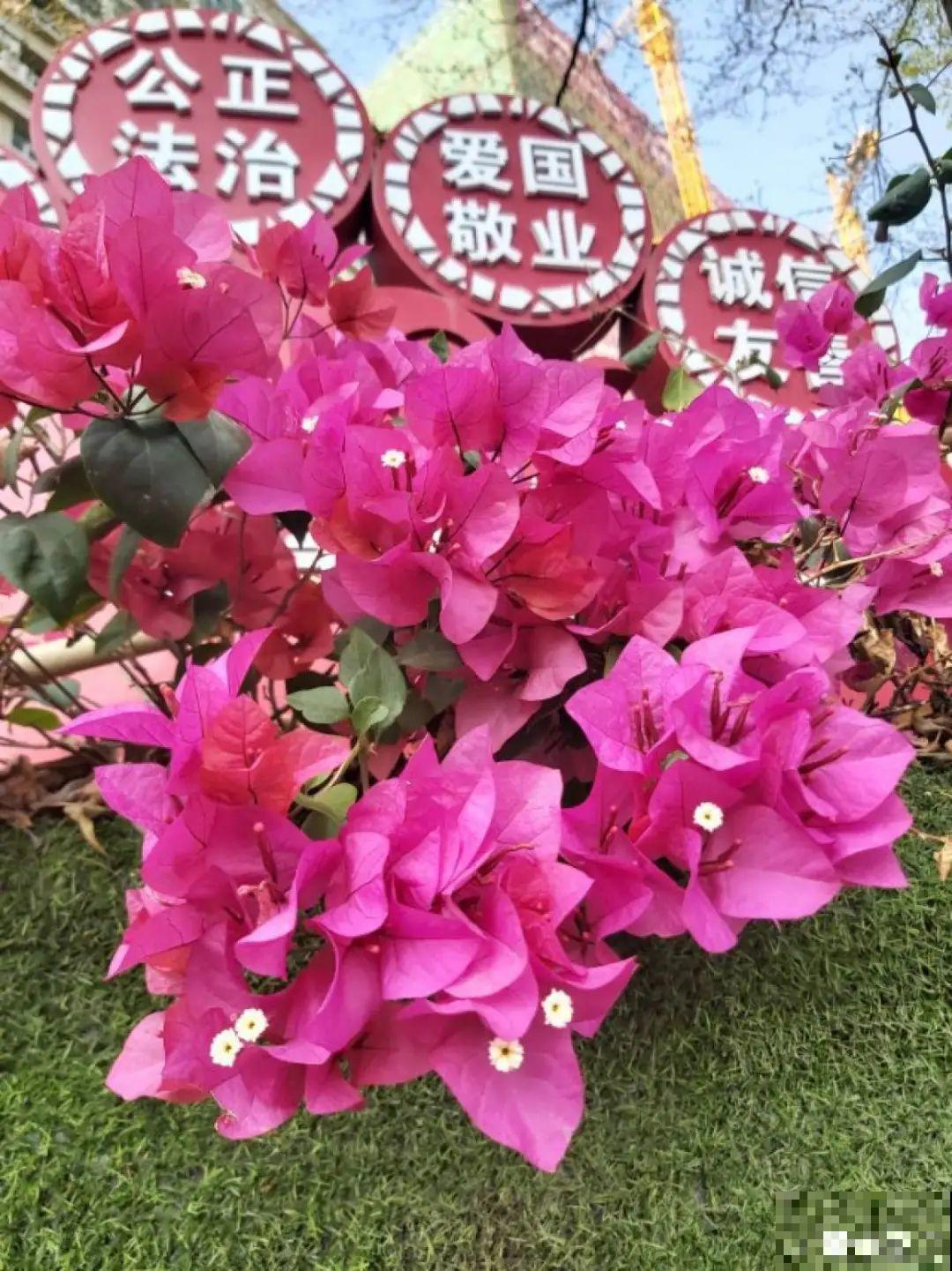 9层楼高的三角梅，足足养了28年，不得不服！