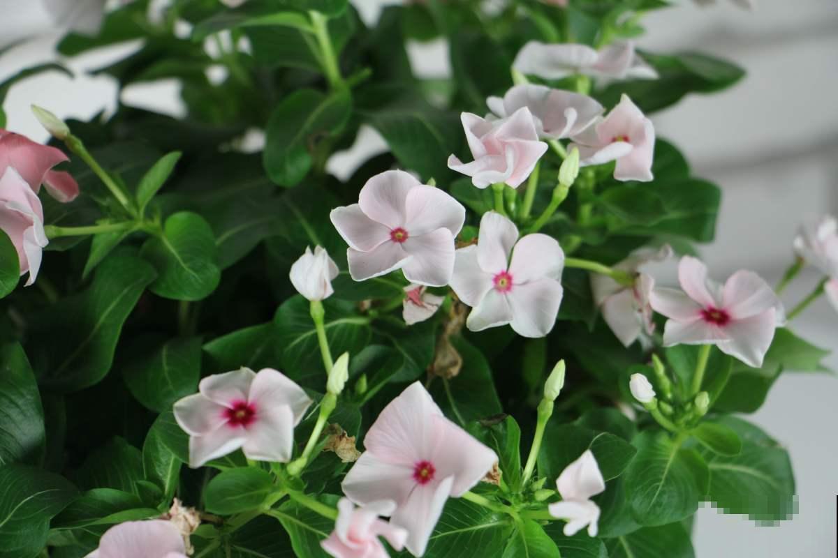 在家里想每天看花,养这5种,花期长,一年四季只顾着开花! 在家里想每天看花,养这5种,花期长,一年四季只顾着开花!