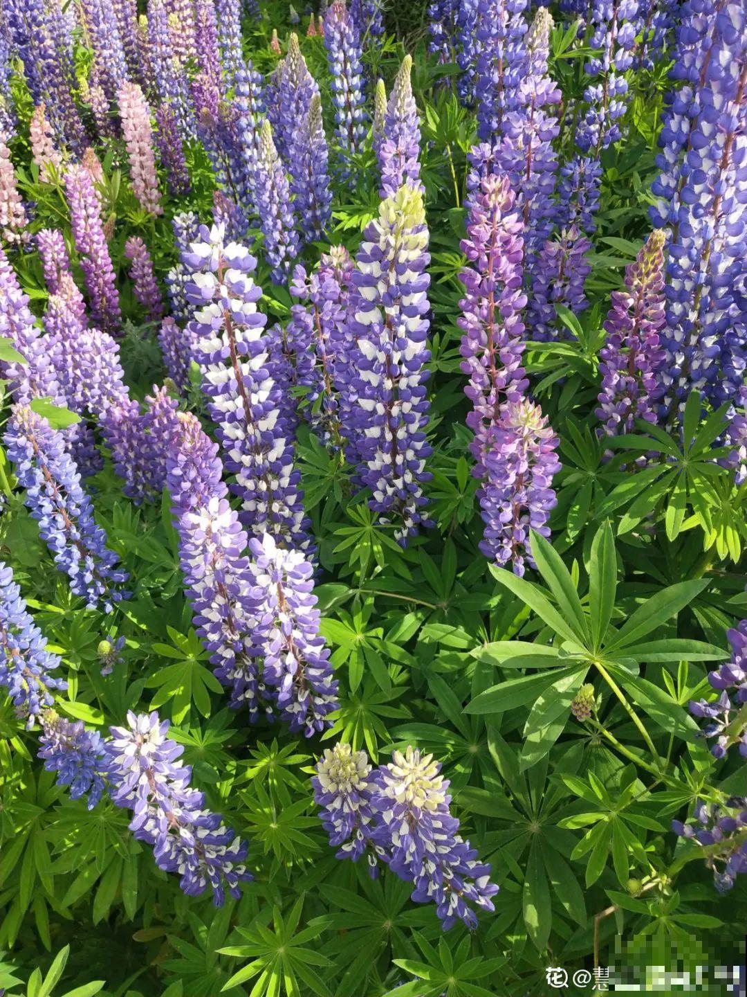 家里养盆“省心”花,自己开花自己结种,不用再买花种了 家里养盆“省心”花,自己开花自己结种,不用再买花种了