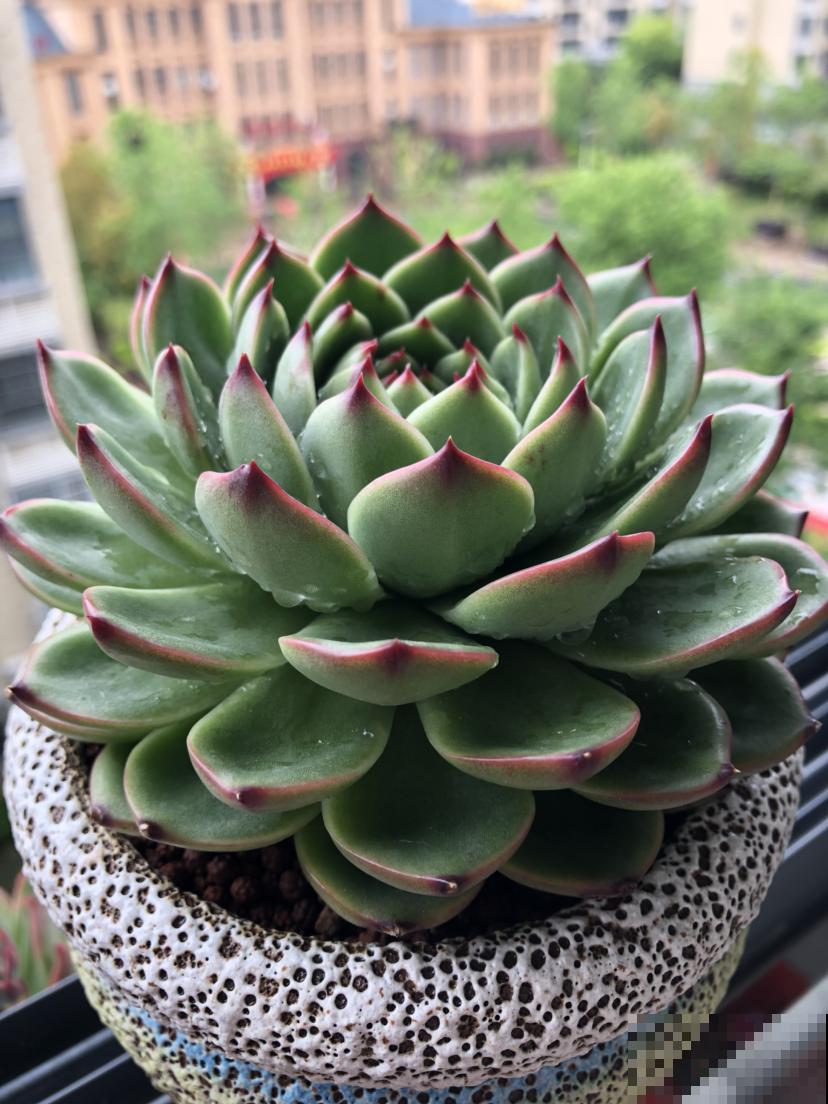 夏天多肉大甩卖，现在购买，是最佳时机吗？