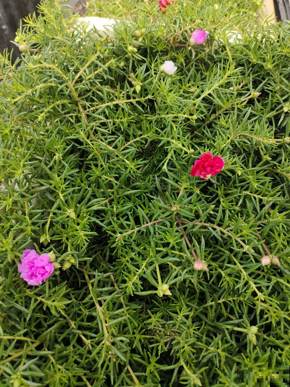 夏天还得养耐热花，使劲晒也能开花，关键是特别好养