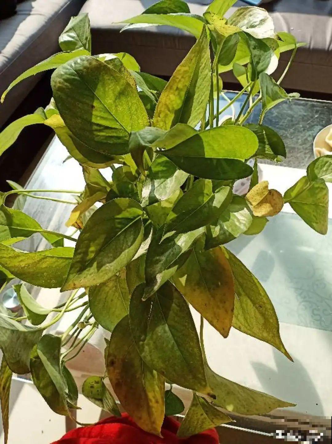 夏天怕晒的花,赶紧搬到阴凉地儿,再晒成枯杆了 夏天怕晒的花,赶紧搬到阴凉地儿,再晒成枯杆了