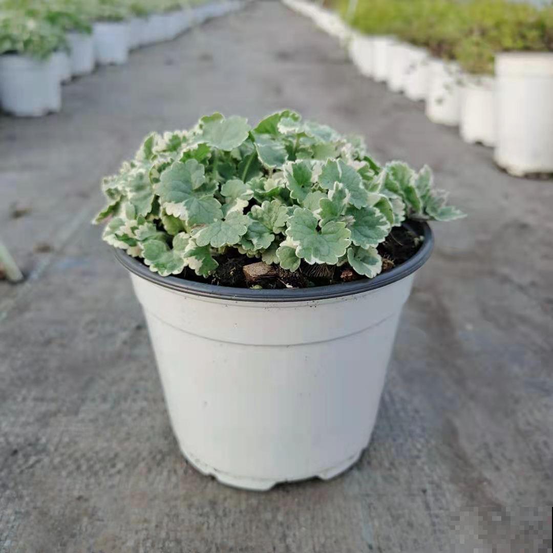 春天开始养薄荷, 等到天热了,爆出一大盆 春天开始养薄荷, 等到天热了,爆出一大盆