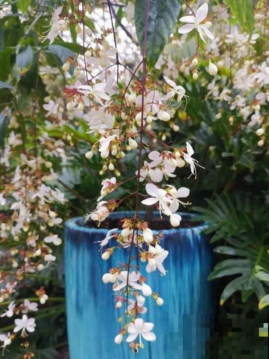 这5种花，只要养好一种，家里瞬间变成大花园