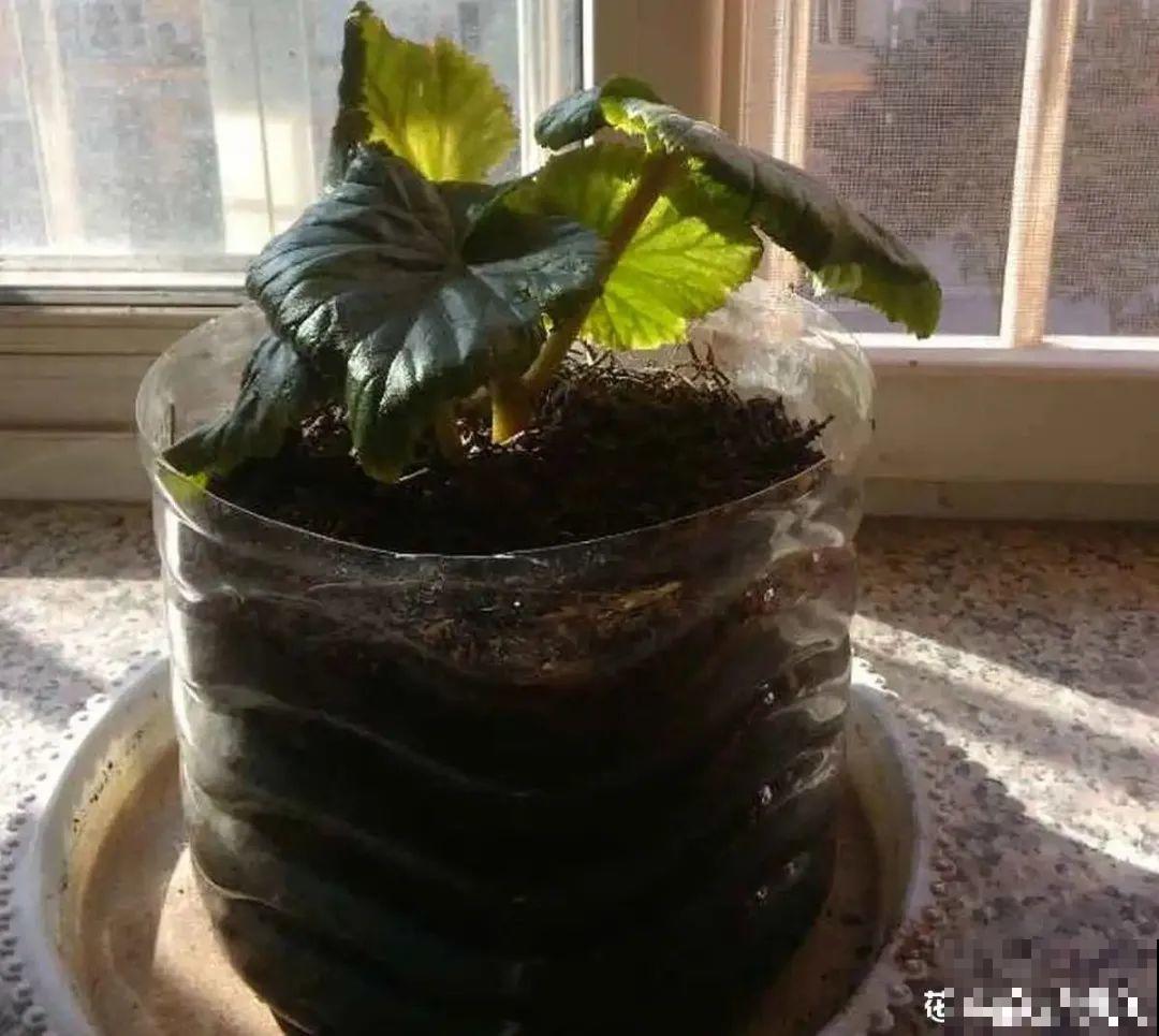 春天不能晒的花，越晒越丑，放阴凉地儿，反倒漂亮