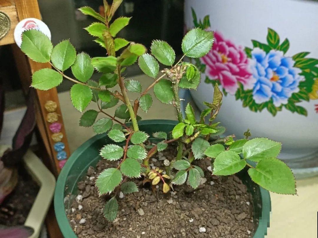 3月份养花,别急着搬出屋外,花容易死翘翘 3月份养花,别急着搬出屋外,花容易死翘翘