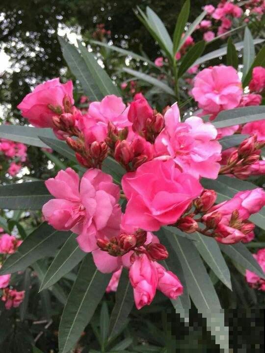 夹竹桃有毒,为啥还种在路边,原来好处多不是一般的多 夹竹桃有毒,为啥还种在路边,原来好处多不是一般的多