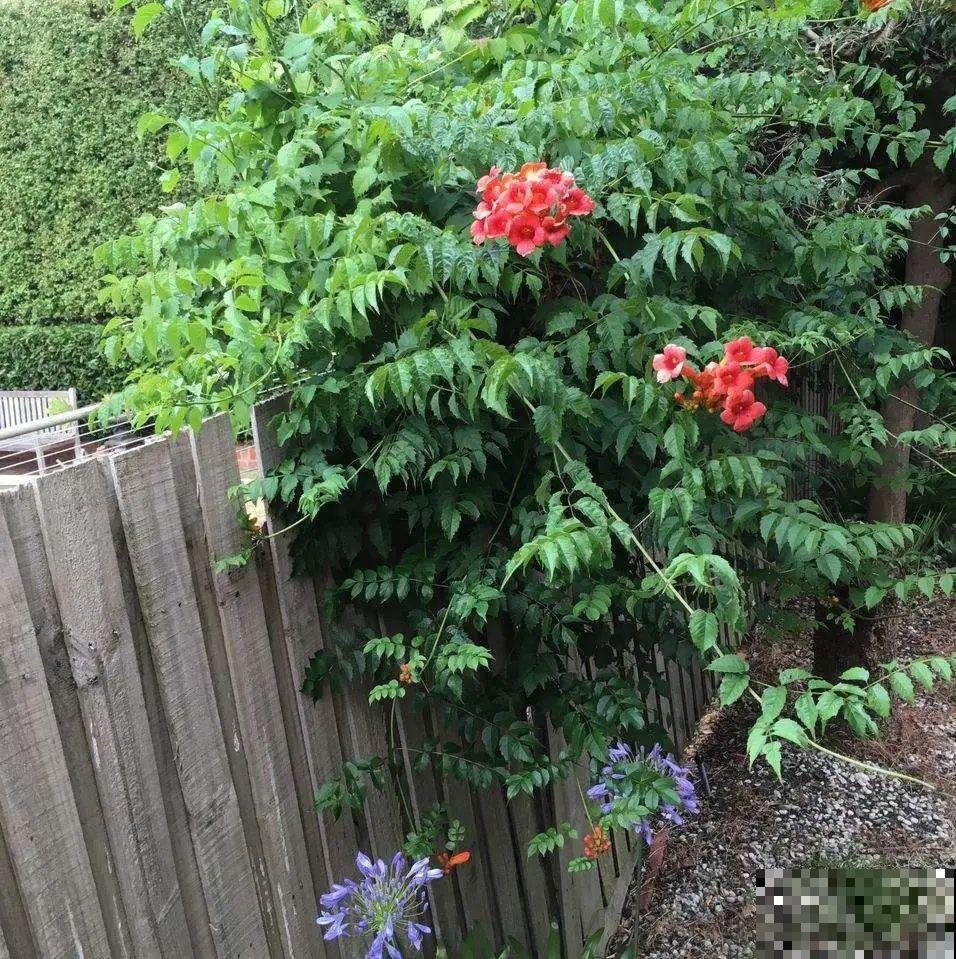一棵旱金莲,开花又多又没,1年就能长成花墙! 一棵旱金莲,开花又多又没,1年就能长成花墙!