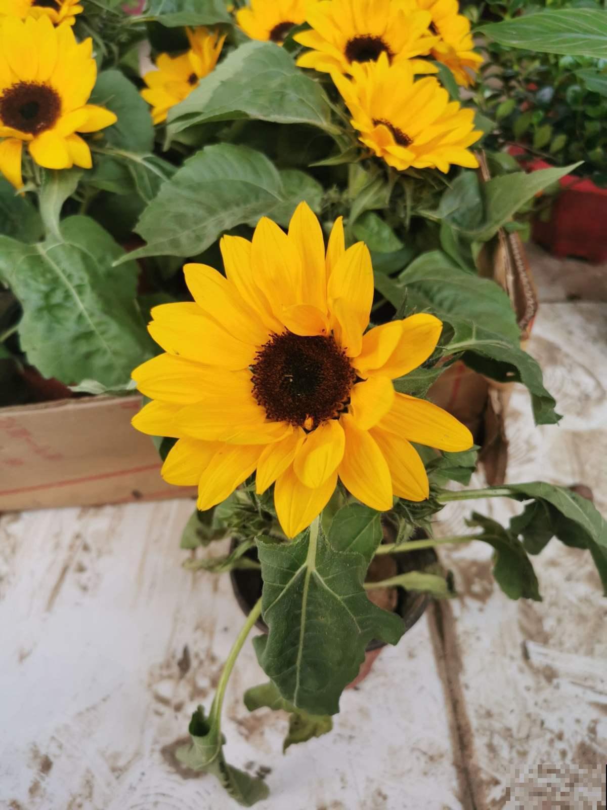 向日葵为什么总朝太阳开？原来都是因为怕光的它！