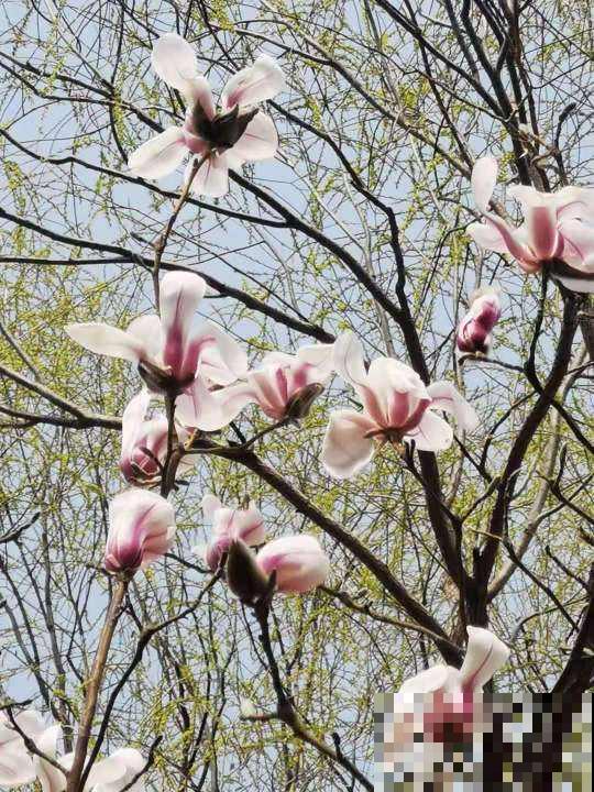 家里种棵“有福树”，开花就有好兆头，福气满满