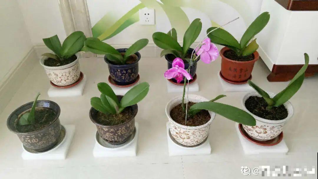 天热了，20种花最怕浇水，浇得越多，死得越快！