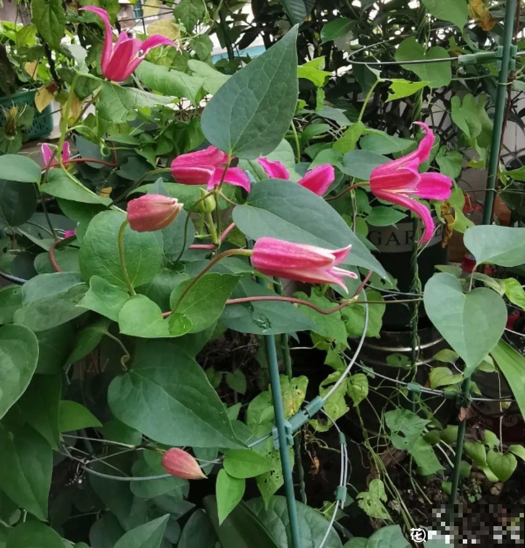 花园“三剑客”，可不太好养，能养好的都是高手