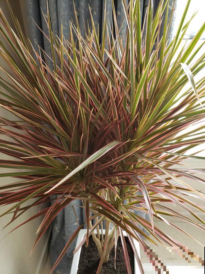 10种花越高越值钱,能长到2米,大高个霸气镇宅! 10种花越高越值钱,能长到2米,大高个霸气镇宅!