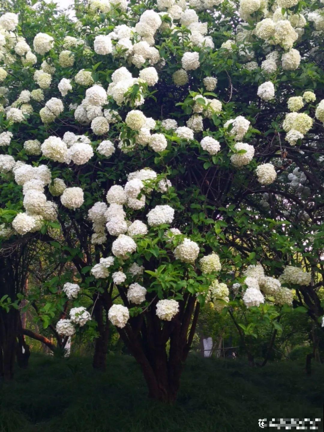 30米高三角梅，千年的紫藤树···5种花越老越值钱