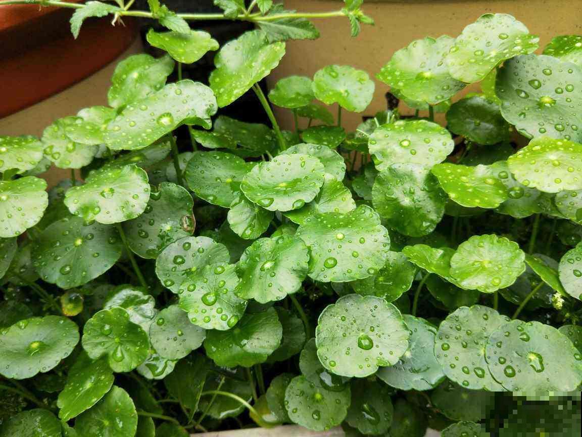 铜钱草剪一刀，懒腰剪秃，一周小芽就密密麻麻