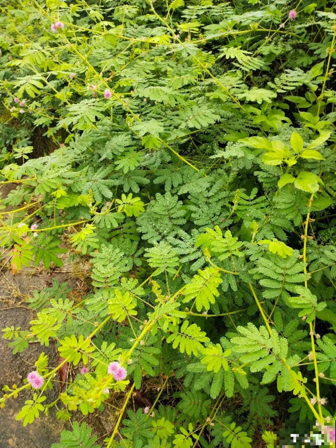 入侵植物太可怕，周围的草全被缠死，谨慎养护