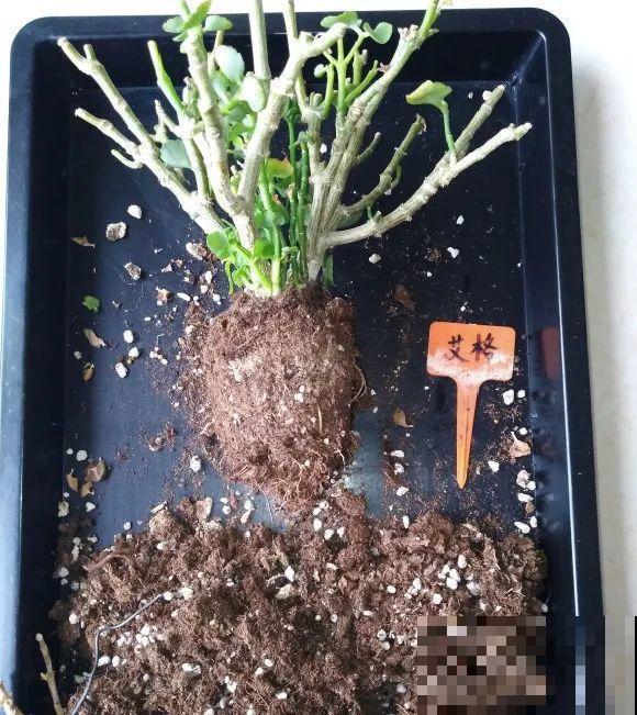 蝴蝶兰现在还不换盆，水苔容易发霉 ，越长越差劲