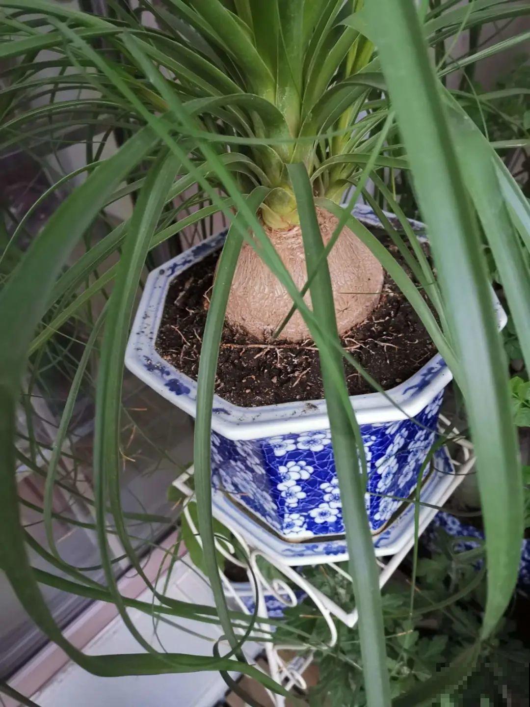 植物长了个大肚子，超级耐旱，一个月不浇水也死不了