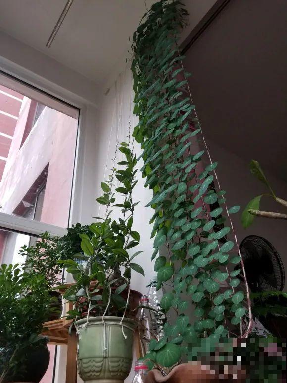 家里养棵“丑八怪”，霸气镇宅，越养越爱