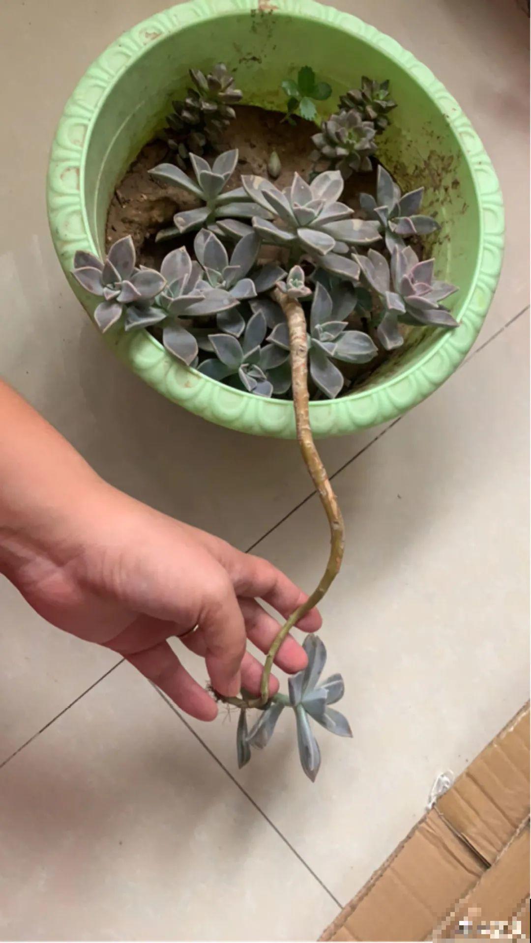 多肉长了“水桩”，不如砍了重来，实在太丑了