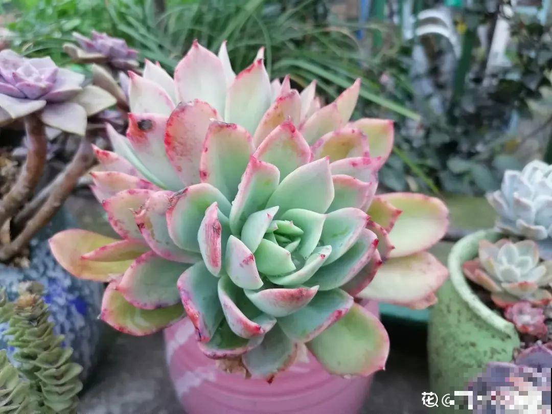 多肉长满白毛须，是个危险信号，要及时处理