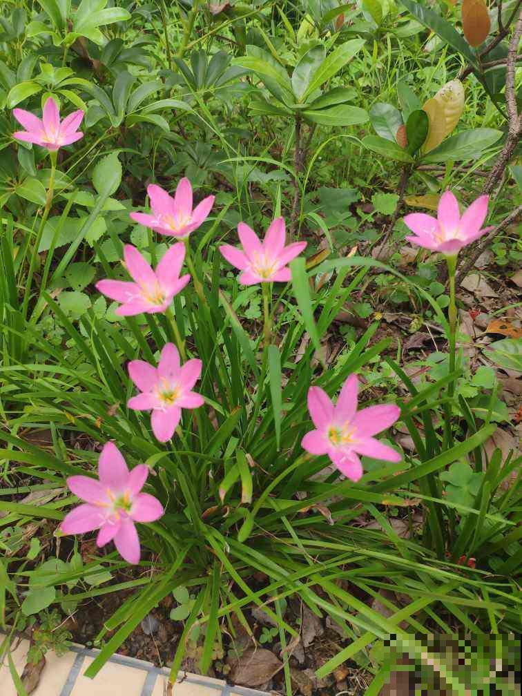 天生爱淋雨的花,越淋雨长得越快,赶紧搬出屋去 天生爱淋雨的花,越淋雨长得越快,赶紧搬出屋去