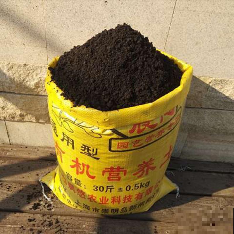 绿萝叶子长“花斑”,颜值更高了,气质拉满 绿萝叶子长“花斑”,颜值更高了,气质拉满