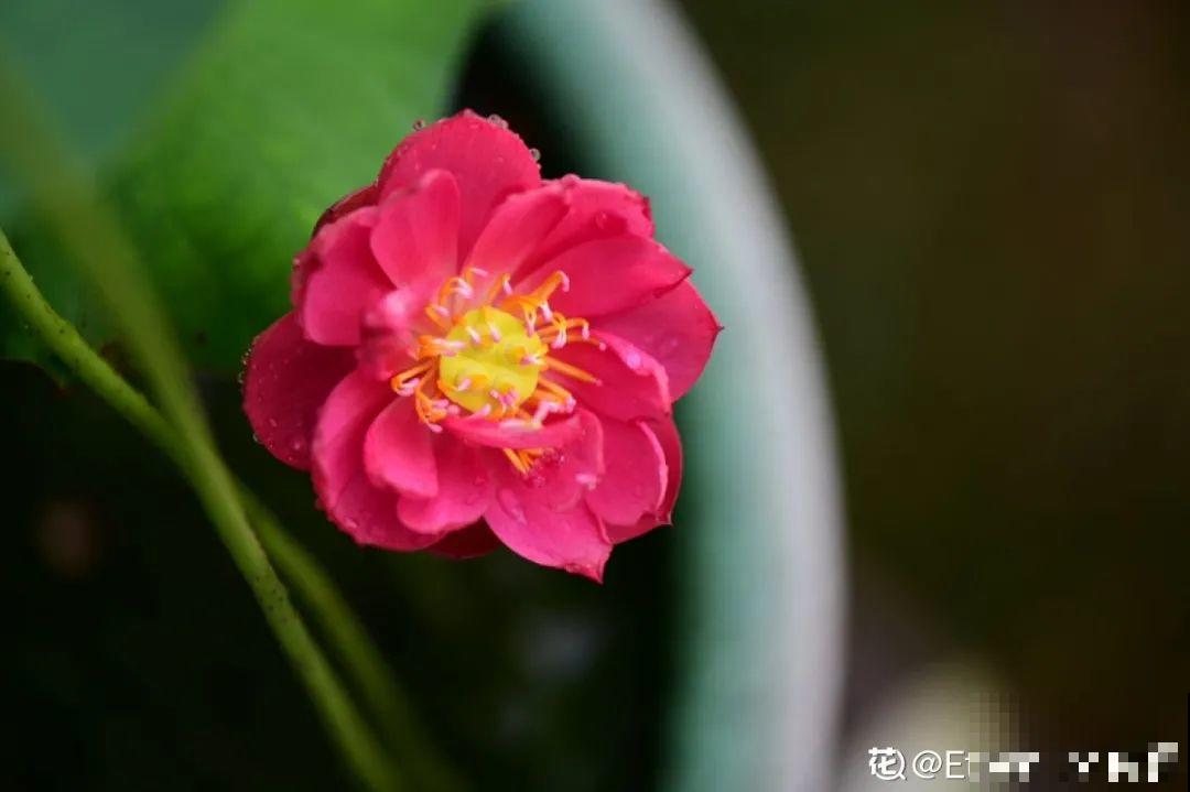 美人般的花,花开瞬间美到窒息,谁见都夸 美人般的花,花开瞬间美到窒息,谁见都夸