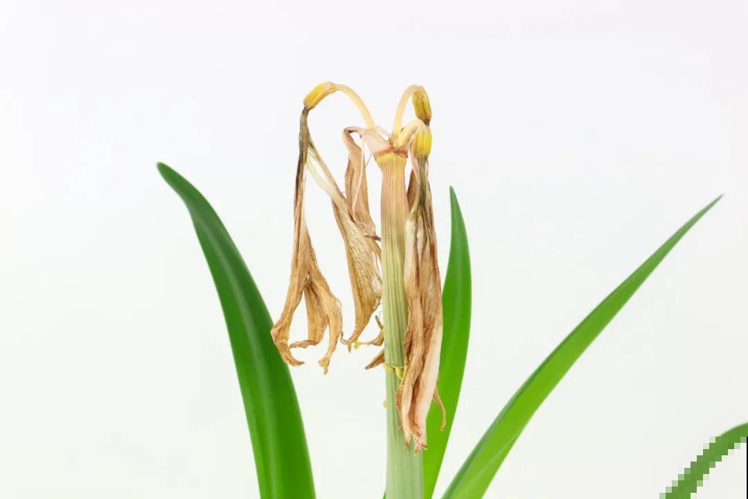 长寿开花后，要好好修剪，很快冒新芽