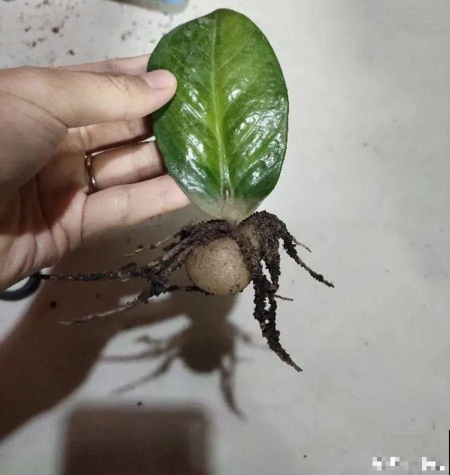 12种花真是太能生，叶子沾土就生根，实在太好活