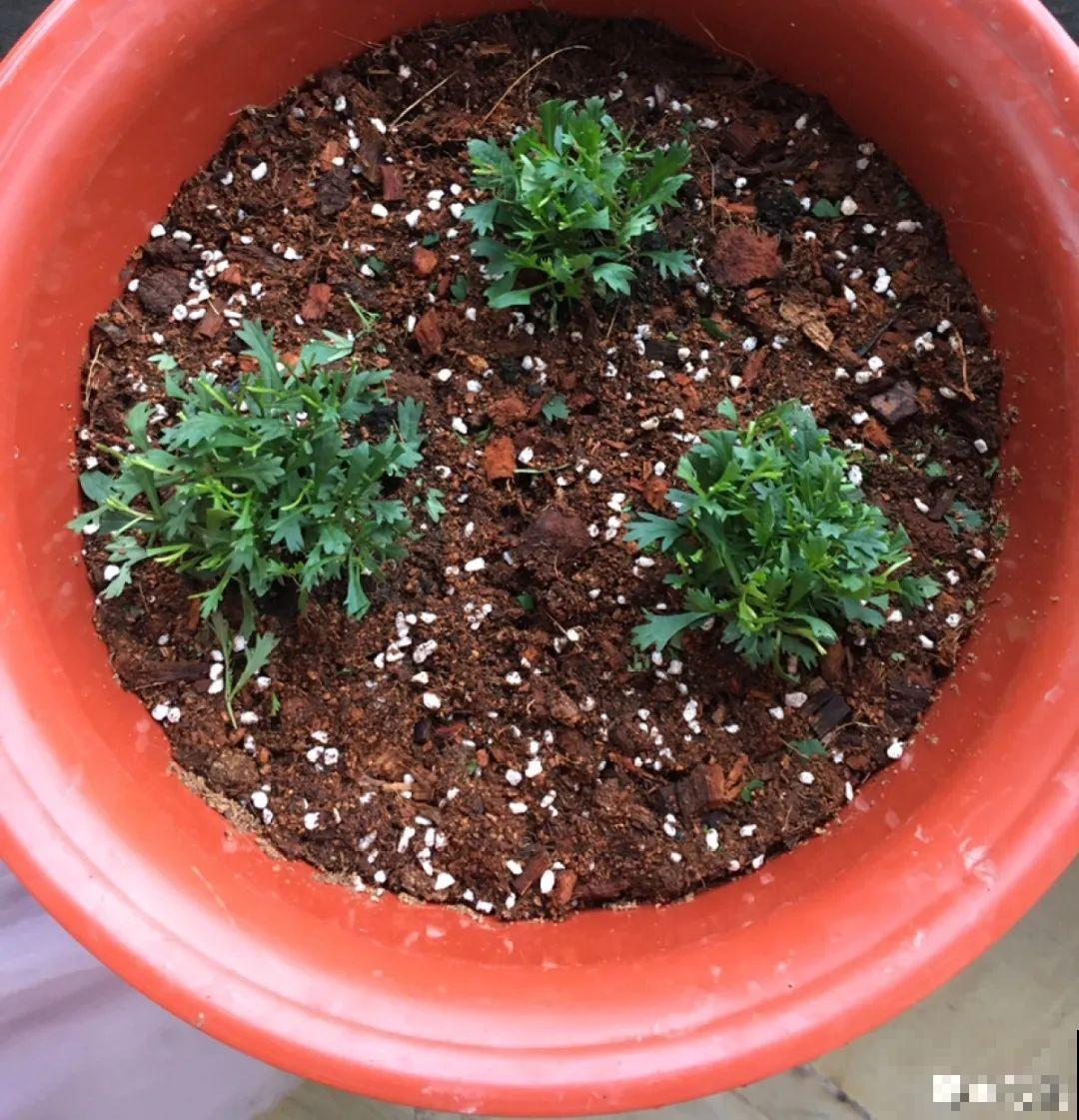 春天给花修剪,花才能呼呼开,俩月开爆盆 春天给花修剪,花才能呼呼开,俩月开爆盆