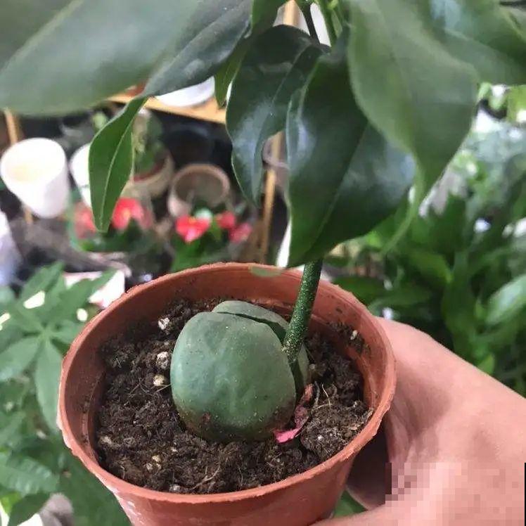 植物长了个大肚子，超级耐旱，一个月不浇水也死不了