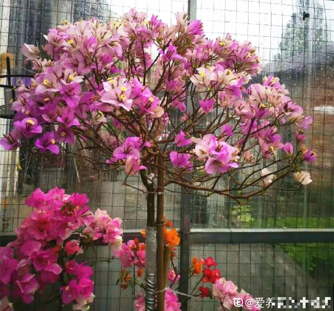 虐着养的花，剪成秃子，半月不浇水，呼呼开花