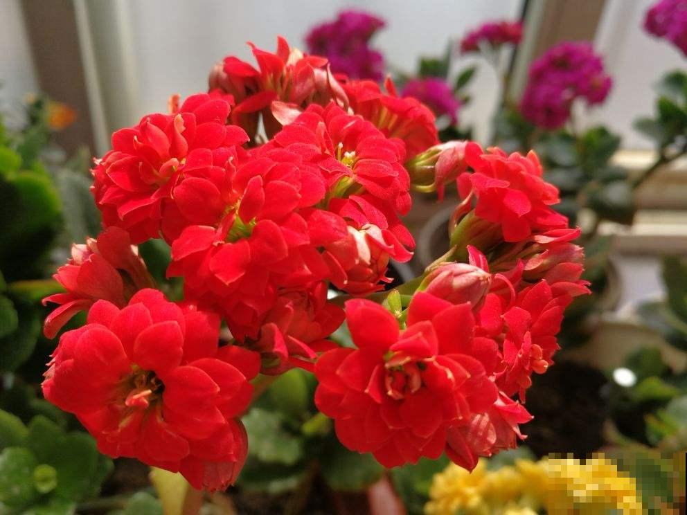 现在去花市买花,看到这3种,赶紧带回家,妥妥的捡漏 现在去花市买花,看到这3种,赶紧带回家,妥妥的捡漏