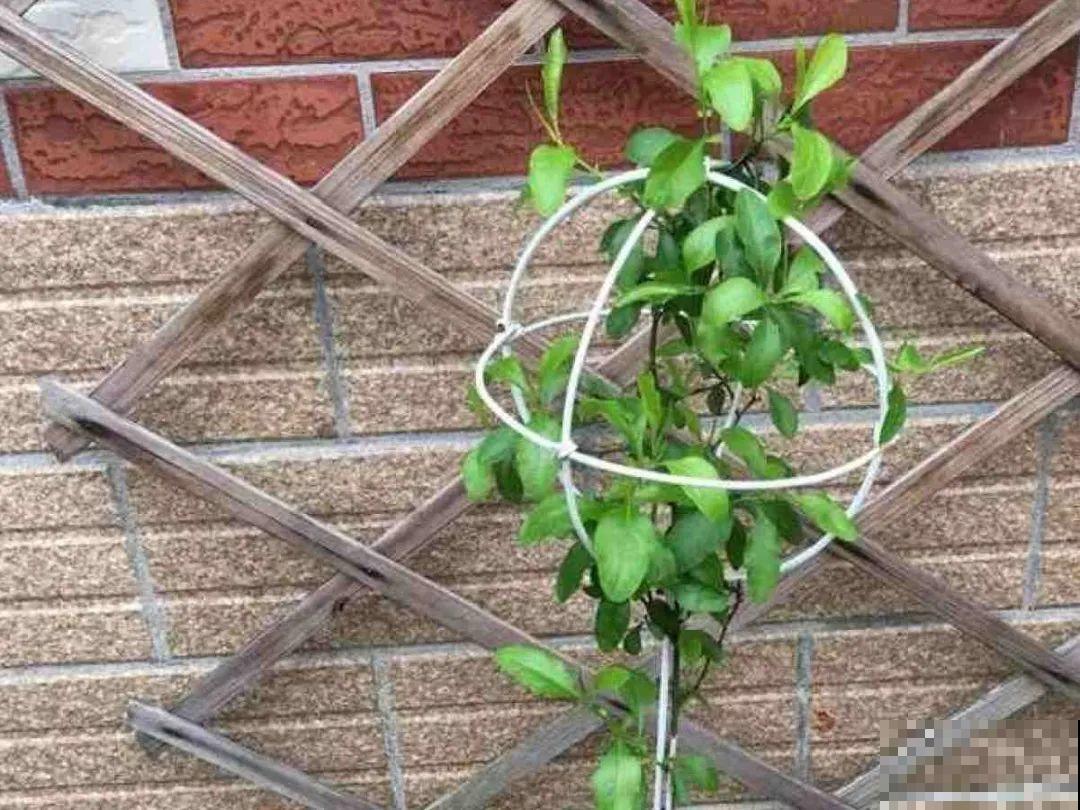 5年的马齿苋，长成“一棵小树”，真头一回见