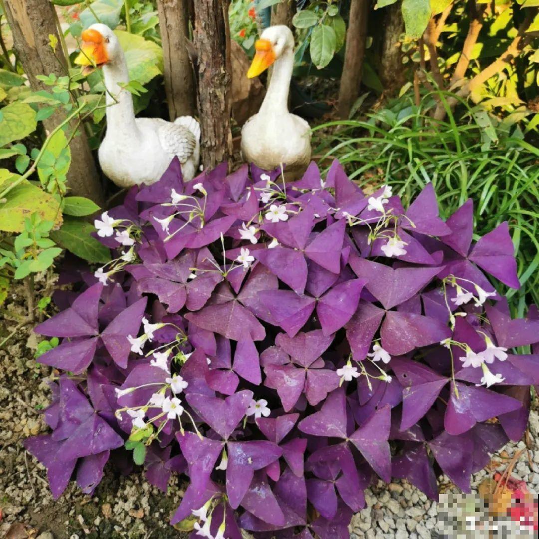 春天来了，有个院子养点花，简直太幸福