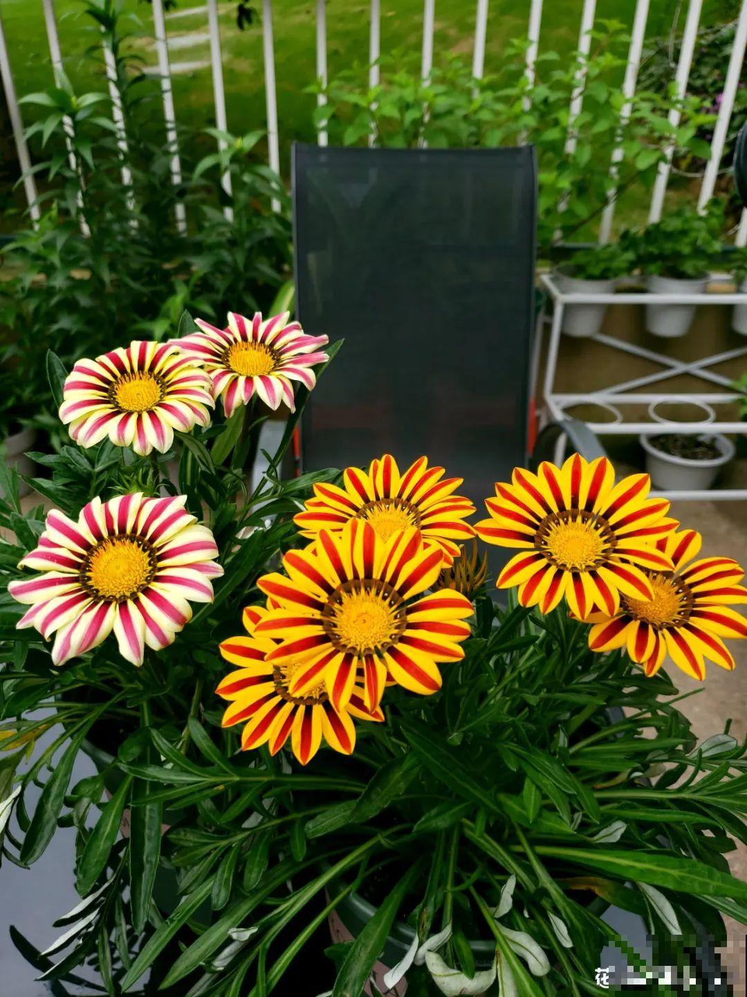 8种花一开就泛滥,个个爆成大花球,一年能开4、5次! 8种花一开就泛滥,个个爆成大花球,一年能开4、5次!