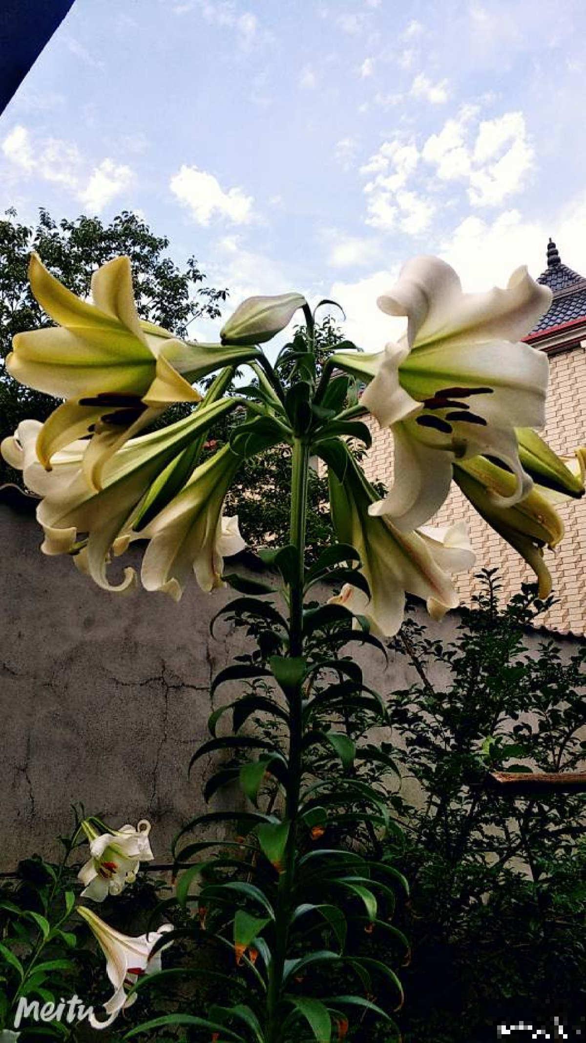 6种你可能没见过的百合,长在野外深山里,很难见到! 6种你可能没见过的百合,长在野外深山里,很难见到!