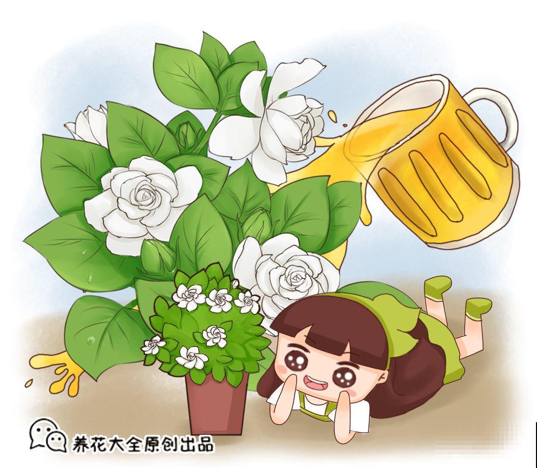 过期牛奶、啤酒也能来养花，成本低肥力足，花色好长得旺
