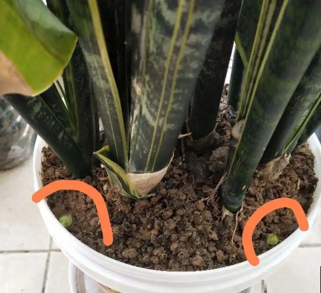 初春浇水要谨慎，浇水浇不对，小心全军覆没