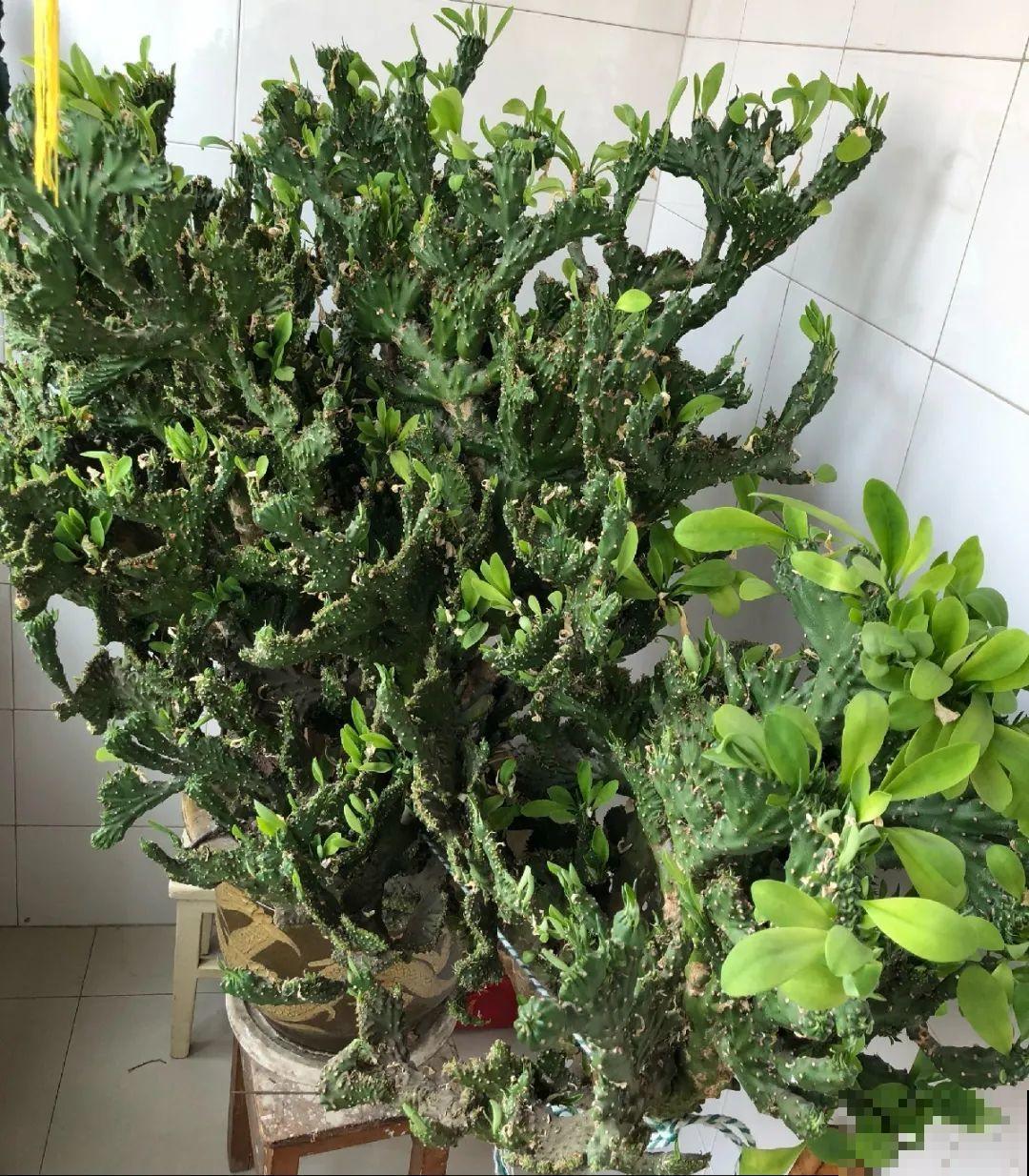 家里养盆镇宅花，越长越霸气，安全感十足