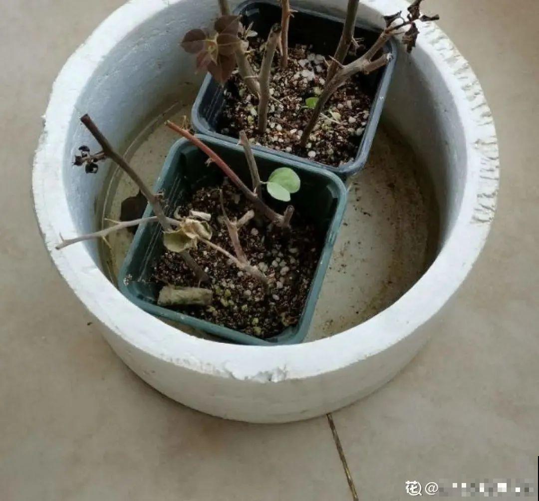 11种常见花，现在扦插，成活率特高