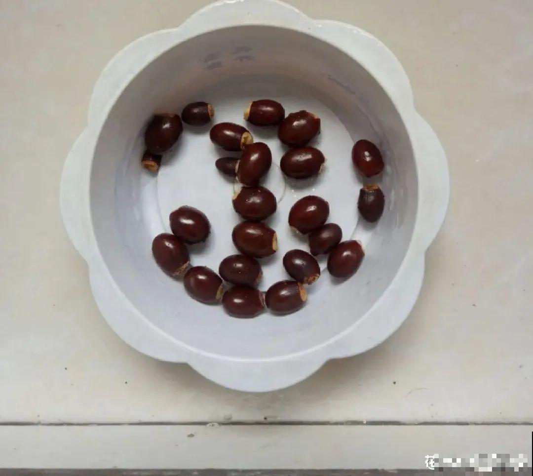 玉米棒子插水里，比绿植长得快，长成清新小盆栽