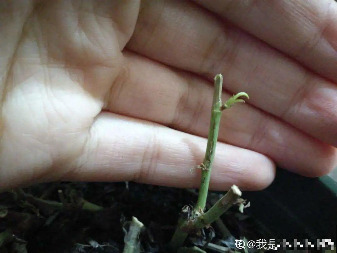 8种花开始慢慢睡醒了， 现在长得正旺，多浇水施肥， 开花更多！