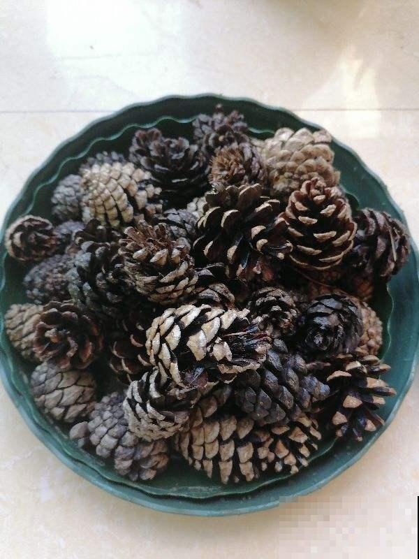 春天的野外,真是惊喜多多,花和土壤一样都不少 春天的野外,真是惊喜多多,花和土壤一样都不少