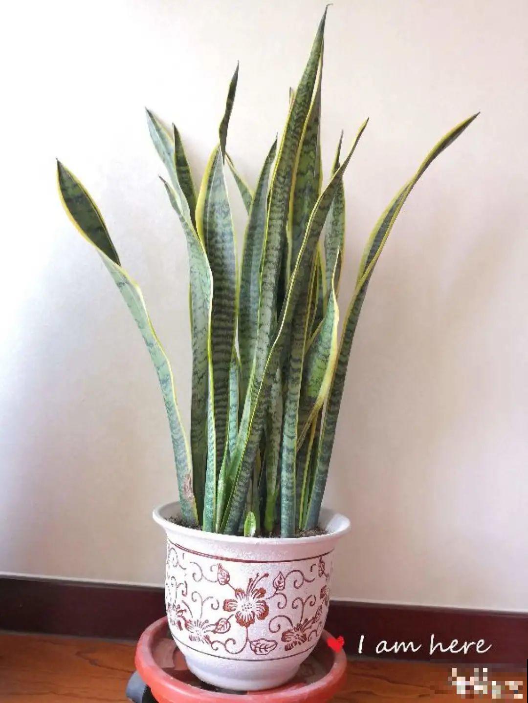 初春浇水要谨慎，浇水浇不对，小心全军覆没