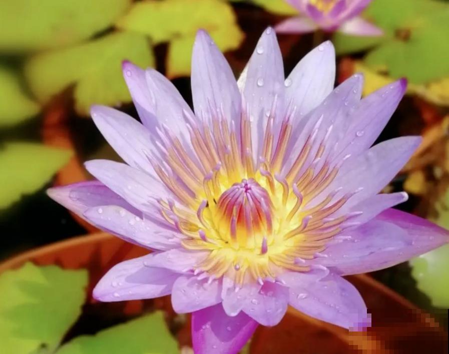 80种常见花卉，读过后，花名难不倒你